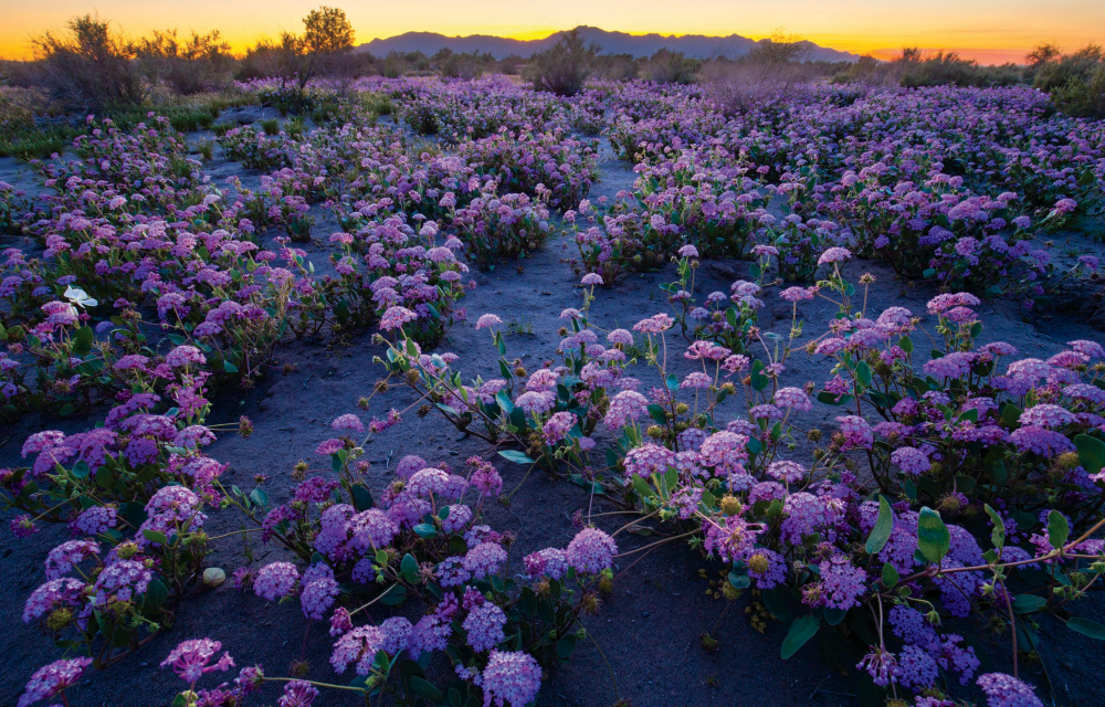 Az Spring SPRING | Arizona Highways