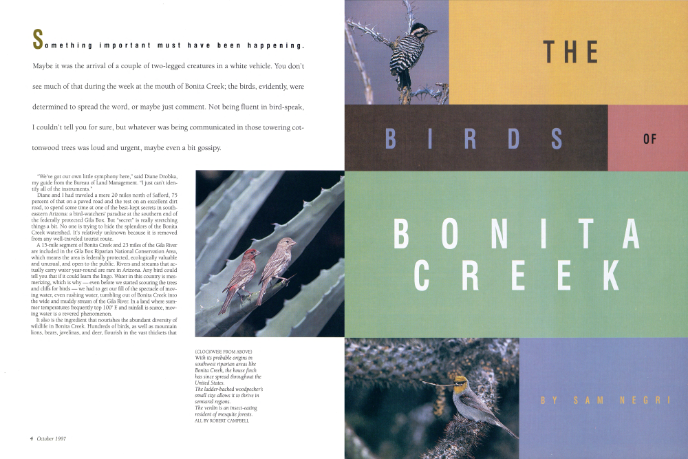 With its probable origins in southwest riparian areas like Bonita Creek, the house finch has since spread throughout the United States.
The ladder-backed woodpecker's small size allows it to thrive in semiarid regions.
The verdin is an insect-eating resident of mesquite forests.