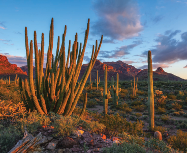 Late-afternoon light illuminates the Ajo Range, saguaros and one of the namesakes of Organ Pipe Cactus National Monument. | George Stocking