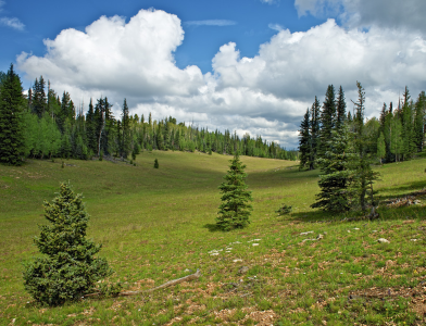 THE GREEN ROOF OF THE KAIBAB