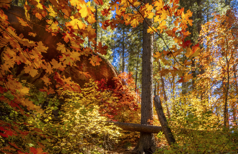 HELLO, AUTUMN. IT'S NICE TO SEE YOU.