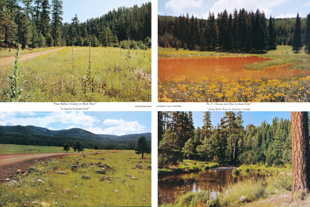 "Near Buffalo Crossing on Black River"
"In Apache National Forest"