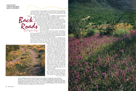 Wildflowers reclaim a deserted road near Grass Canyon in Organ Pipe Cactus National Monument.