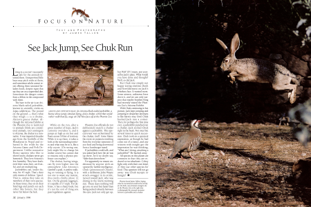The Hare in the Air Meets the Pound on the Ground