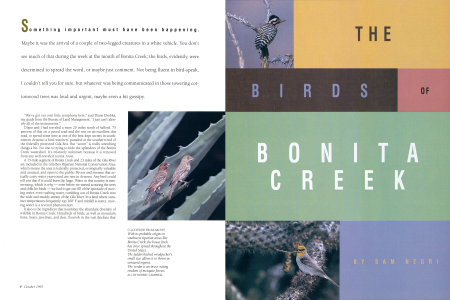 With its probable origins in southwest riparian areas like Bonita Creek, the house finch has since spread throughout the United States.
The ladder-backed woodpecker's small size allows it to thrive in semiarid regions.
The verdin is an insect-eating resident of mesquite forests.